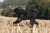 BOUVIER DES FLANDRES 249